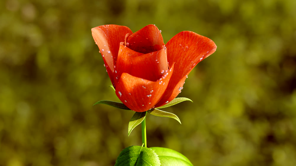 Rose Flower Growth close up 3d rendering