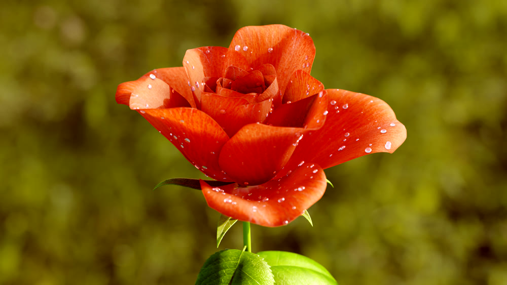 Rose Flower Growth close up 3d rendering
