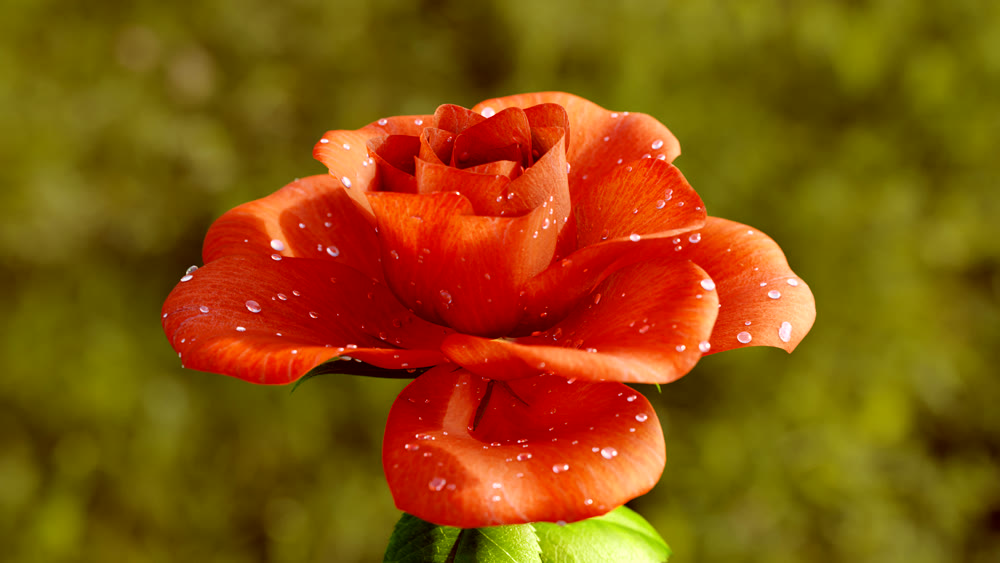 Rose Flower Growth close up 3d rendering