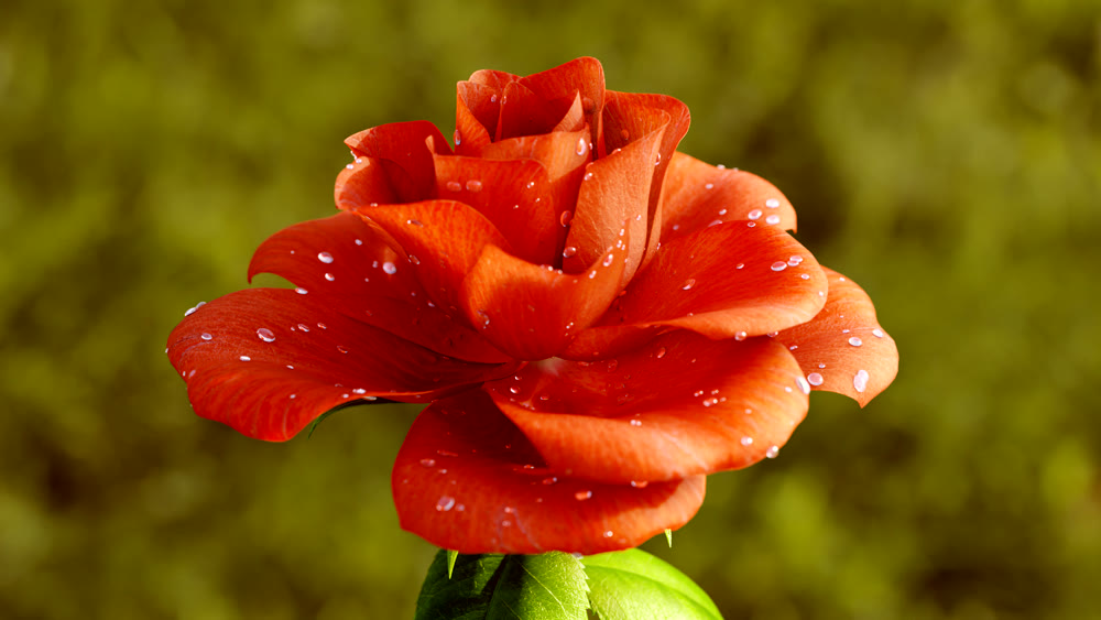 Rose Flower Growth close up 3d rendering