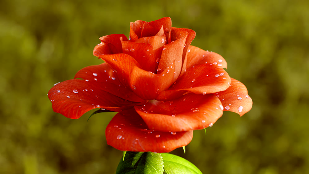 Rose Flower Growth close up 3d rendering